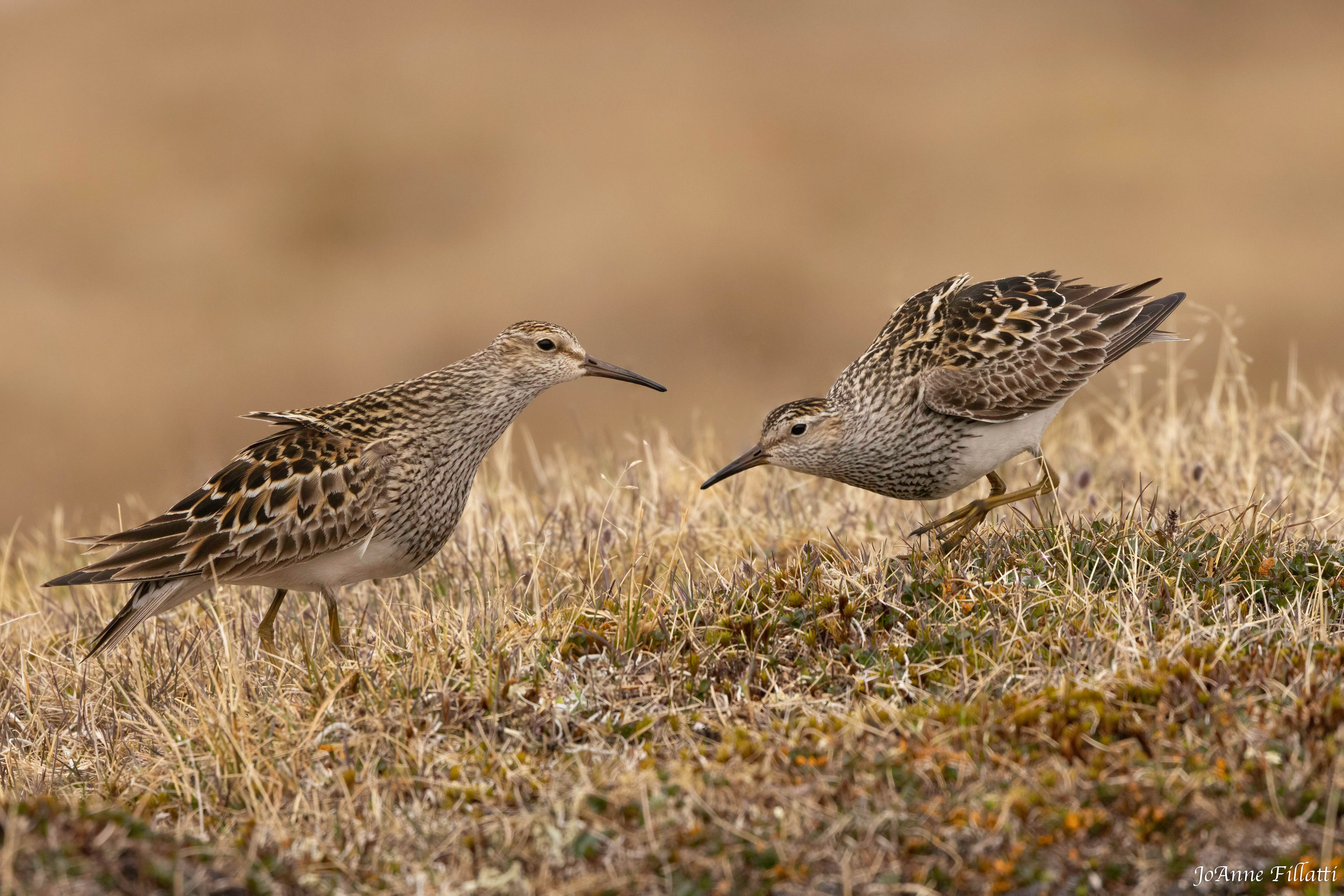 bird of Utqiagvik image 12